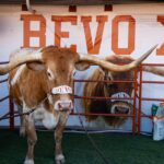 Texas football mascot Bevo barred from sidelines of upcoming CFP game, organizers say